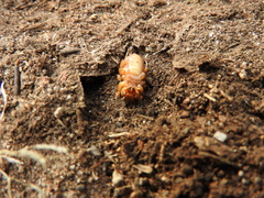 Stenopelmatus minor