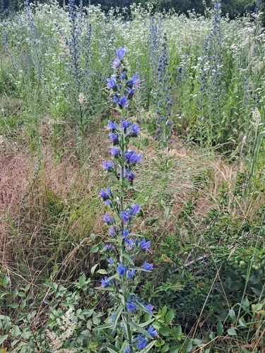 viper's-bugloss