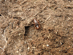 Stenopelmatus minor