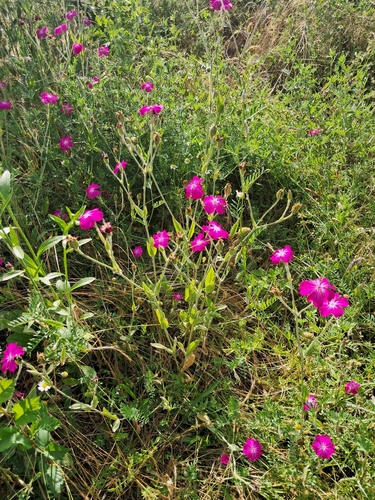Rose campion
