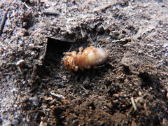 Stenopelmatus minor