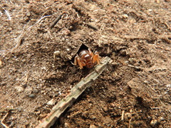Stenopelmatus minor