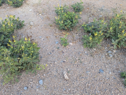 Eland's Pea