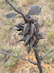 Hakea undulata, photograph (c) Belinda Forbes, some rights reserved (CC BY)