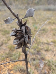 Hakea undulata, photograph (c) Belinda Forbes, some rights reserved (CC BY)