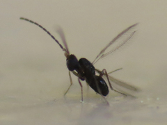 Anaphes