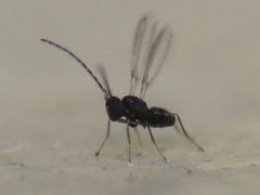 Anaphes