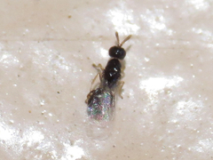 Chalcidoidea
