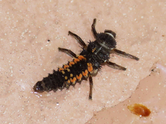 Harmonia axyridis