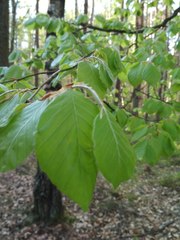 Fagus sylvatica
