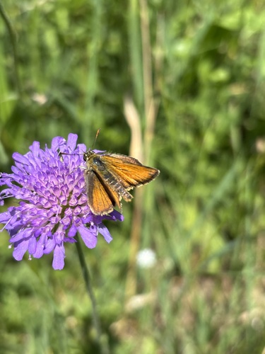 Small Skipper