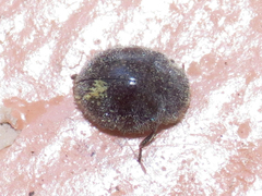 Rhyzobius forestieri