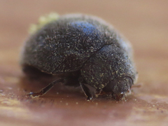 Rhyzobius forestieri