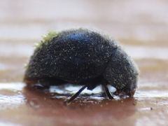 Rhyzobius forestieri