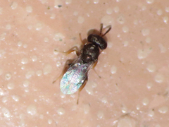 Chalcidoidea