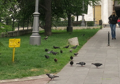 Columba livia domestica