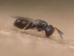 Chalcidoidea