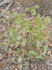 Hakea undulata, photograph (c) Belinda Forbes, some rights reserved (CC BY)
