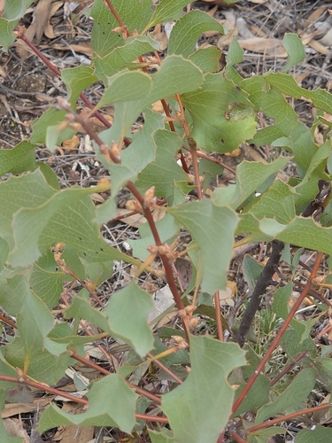 Hakea undulata, photograph 4