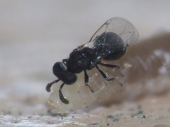 Eulophidae