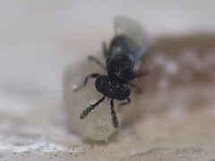 Eulophidae