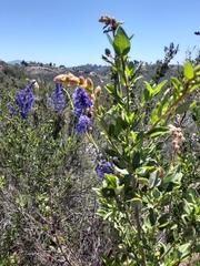 Ceanothus cyaneus