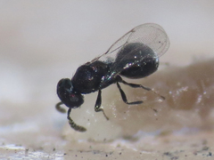 Eulophidae