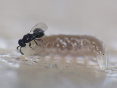 Eulophidae