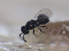 Eulophidae