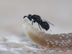 Eulophidae