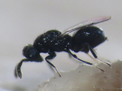 Eulophidae