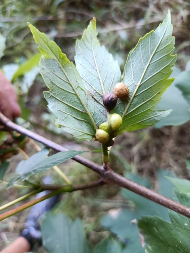 Maple gall wasp