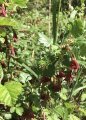 Ribes lobbii
