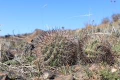 Pediocactus nigrispinus