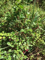 Ribes lobbii