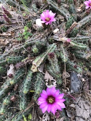 Echinocereus berlandieri