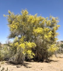 Parkinsonia florida