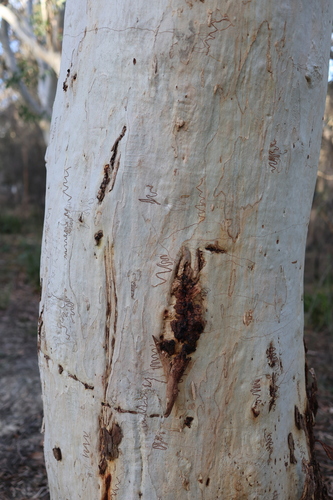 Eucalyptus haemastoma, 2026-06-20