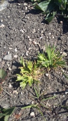 Sclerochloa dura