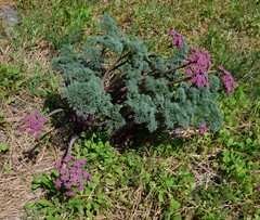 Lomatium columbianum