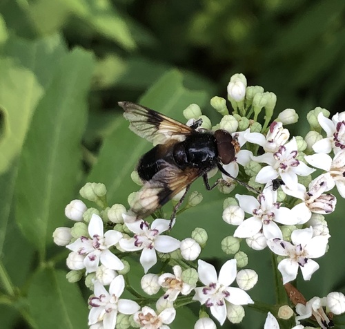 Pellucid Hover Fly