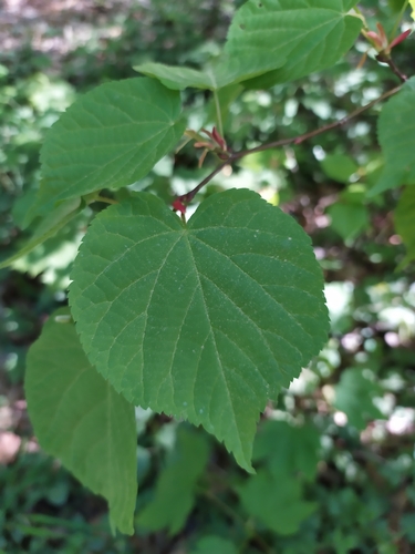 Didžialapė liepa nuotrauka
