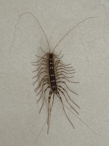 House Centipede