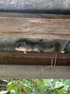 European Fat Dormouse