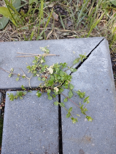 common chickweed