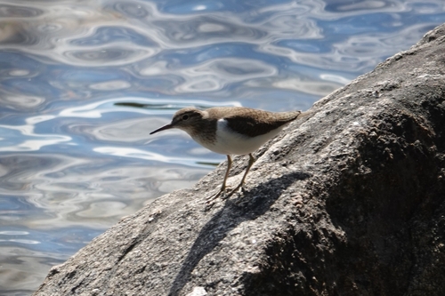 Andarríos chico (Actitis hypoleucos)