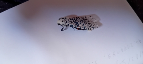 Wood Leopard Moth