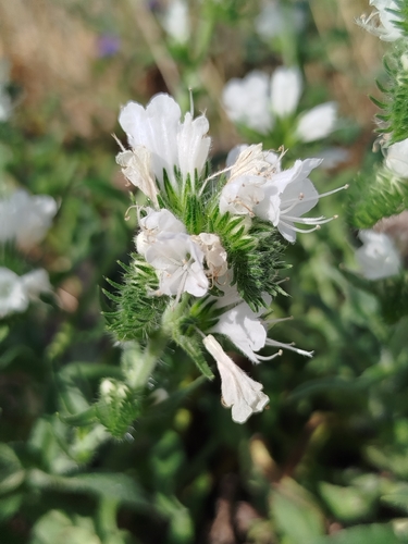 viper's-bugloss