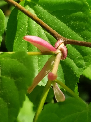 Didžialapė liepa nuotrauka