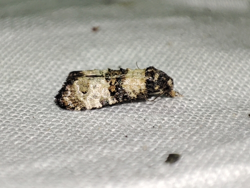 Phtheochroa pulvillana